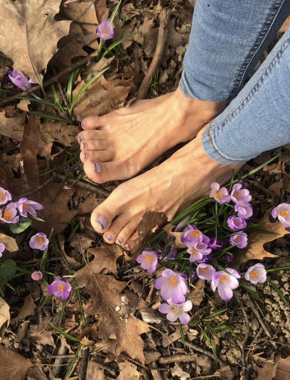 Saffron field. I think spring has started &quot;knocking at the door of my city&quot;.